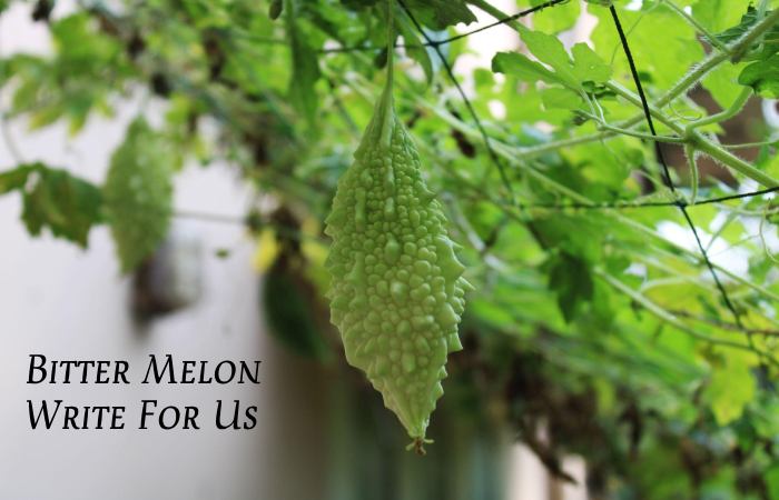 Bitter Melon Write For Us