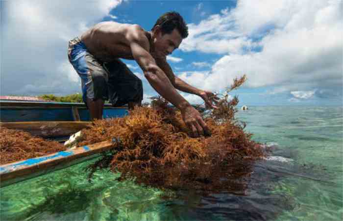 What is Sea Moss